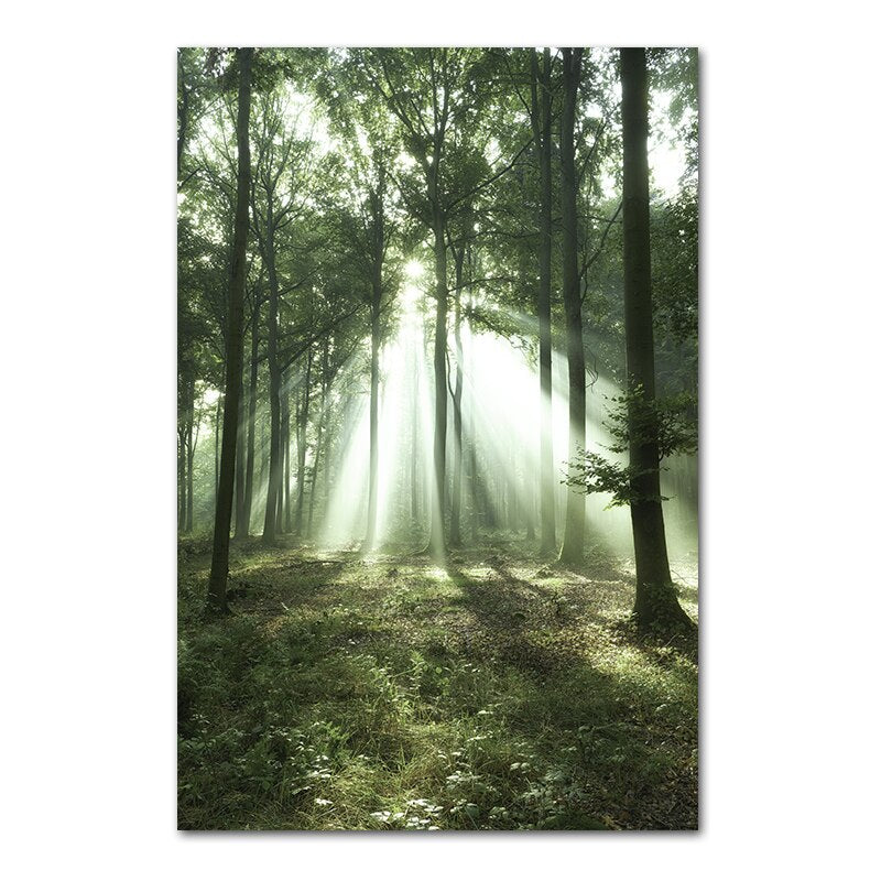 poster Nature Forêt